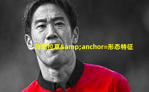 马尼拉草&anchor=形态特征